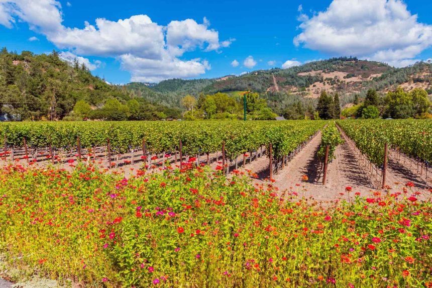 This Tiny Napa Valley Town Has Over 50 Wineries, Hot Springs, and California’s Own Old Faithful Geyser