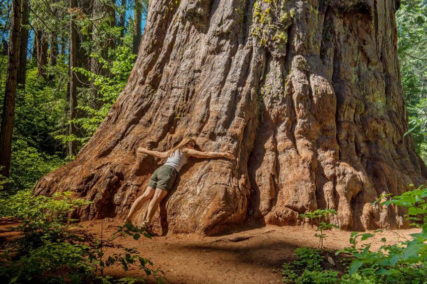 This California State Park Is a Less-crowded Alternative to Yosemite, With Giant Sequoias and Scenic Trails